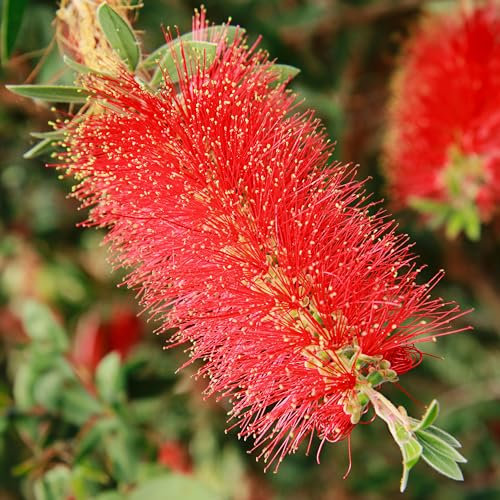 Callistemon Bush 'Bottlebrush' Plant, Callistemon Amarette | Bee-Friendly & Drought-Tolerant | Vibrant Red Flowers | Hardy Outdoor Garden Shrub (9cm Pot, 20-30cm)
