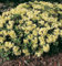 Zwerg Rhododendron Princess Anne 30-40cm - Zwerg Alpenrose