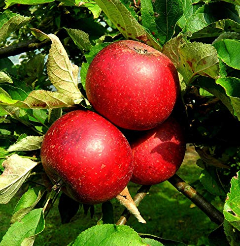 Apfelbaum Rote Sternrenette 60-80cm - fest und süßsäuerlich - lebende Gartenpflanze aus den Baumschulen