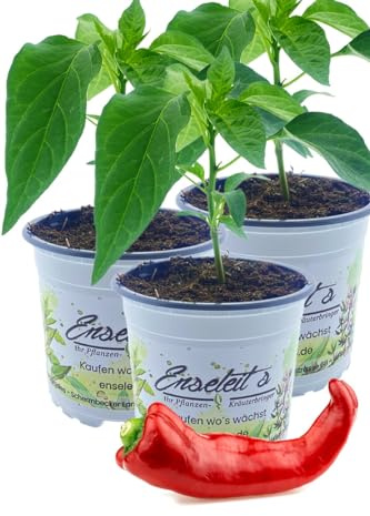 3x Bullhorn-Peperoni im Dreierpack, extrem große Chili, Capsicum Annuum im Topf frisch aus der Gärtnerei Enseleit