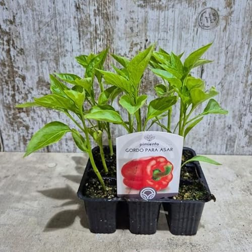 Pack de 9 Planteles de Pimiento Lamuyo Cabañero – Planta Viva de Gran Tamaño – Ideal para Asar