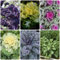 250 pcs Grünkohl Samen Winterhart - gemüsebeet balkon, pflanzensamen Grünkohl Pflanzen Kaufen - Brassica oleracea - alte gemüsesorten samen, kräutergarten bio samen gemüse, seeds samen