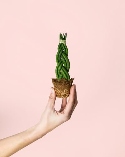 Sansevieria Trenzada | Mini Plantas Naturales Interior | Pur Plant