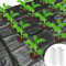 1.2x4M Weed Control Membrane with Holes, Weed Barrier, Landscape Fabric with Planting Holes, Garden Ground Membrane Mats with 10 Steel Pegs