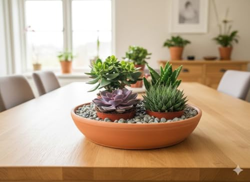 Sukkulenten,4er Set,Geldbaum,Echeverie,Aloe,Haworthie,11er Töpfe,Urban Jungle