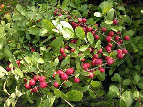 Noccioli di ciliegia cinese, una splendida opzione per la progettazione del giardino, 40 pezzi