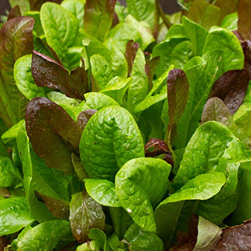 Organic Gourmet Lettuce Mix 5 Lb ~2,000,000 Seeds | Lactuca sativa | 45–65 Days to Maturity | Looseleaf Blend of Red & Green Leaf, Bibb, Oakleaf, Romaine | Heirloom, Non-GMO | Microgreens & Garden Use