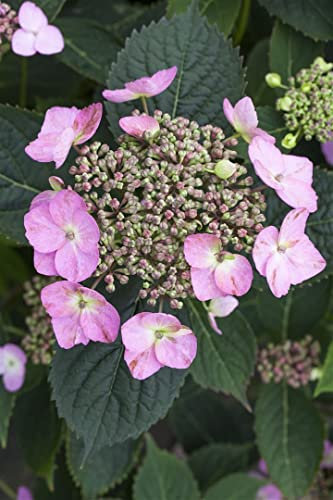 Hydrangea serrata 'Cotton Candy' 30–40 cm – Winterhart, Mehrjährig, Pflegeleicht – Hortensie – Blütenstrauch für Garten & Kübel