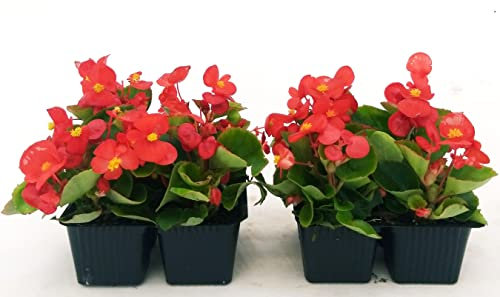 POWERS TO FLOWERS - BEGONIA SEMPERFLORENS, BEGONIETTA DA ESTERNO, FOGLIA VERDE e FIORE ROSSO, 8 PIANTE, piante vere