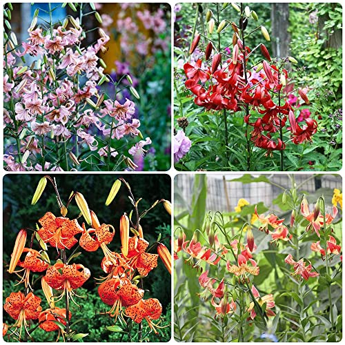 8 Stück lilien zwiebeln winterhart mehrjährig mix - Seltene Pflanzen serie - topfpflanzen draußen winterhart gartenpflanzen winterhart winterharte kübelpflanzen balkongarten