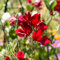 Wicken Winterhart Mehrjährig Pflanze Duftwicke Samen - Edelwicken Edelwicke Lathyrus Odoratus - Garten Pflanzen Balkon Blumen Winterharte Sommerblumen Samen Dekopflanze Balkon Blumen Flanzen 250 Stück