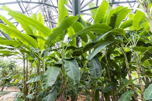 Winterharte Faserbanane Musa basjoo, Grüne Bananenpflanze für den Garten, Mehrjährige Staude