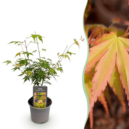 GreenboutiQ - Gartenpflanze - Acer palmatum Katsura - Orange - 1 Pflanze - Laubabwerfend - Wenig Pflege - Topf 12cm Höhe 35cm