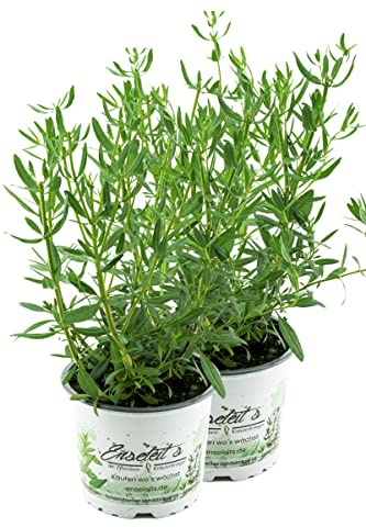 2x Ysop Pflanze, Essigkraut, Hyssopus officinalis,