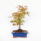 KENTIS - Bonsai Acer Palmatum Deshojo - Handförmiger Ahorn Bonsai - Echte Outdoor Pflanzen - Hoch 30-35 cm Keramiktopf Ø 19 cm
