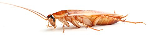 proinsects Schokoschaben (Shelfordella tartara) - Verschiedene Größen & Mengen (200 STK., mittel)
