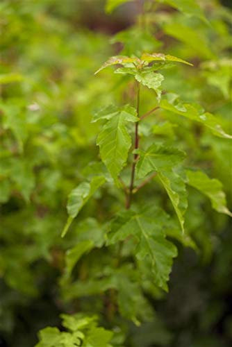 Acer ginnala Feuerahorn Gartenpflanze im Topf gewachsen ca. 80-100cm