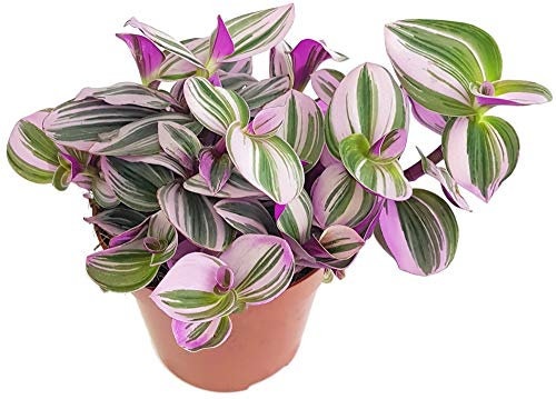 Fangblatt - Dreimasterblume - Tradescantia fluminensis 'tricolor' (Nanouk) - lila Zimmerpflanze im Ø 12 cm Topf - wuchsfreudige Ampelpflanze