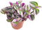 Fangblatt - Dreimasterblume - Tradescantia fluminensis 'tricolor' (Nanouk) - lila Zimmerpflanze im Ø 12 cm Topf - wuchsfreudige Ampelpflanze