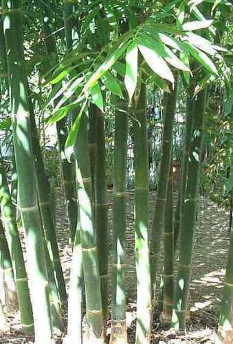 Juego de 10 gigantes de bambú – Dendrocalamus BARBATUS