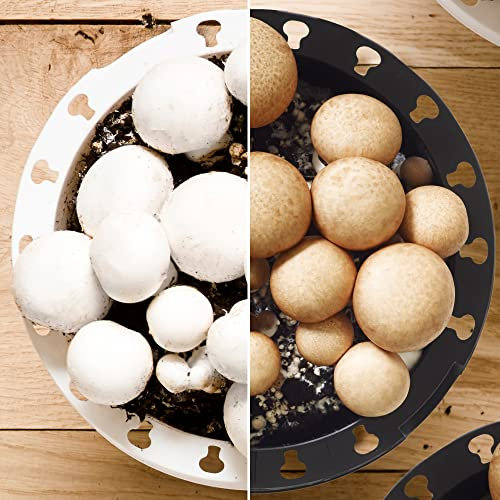 Pilzzuchtset (Weiß) | Züchte deine eigenen weißen oder braunen Champignons im Küchengarten