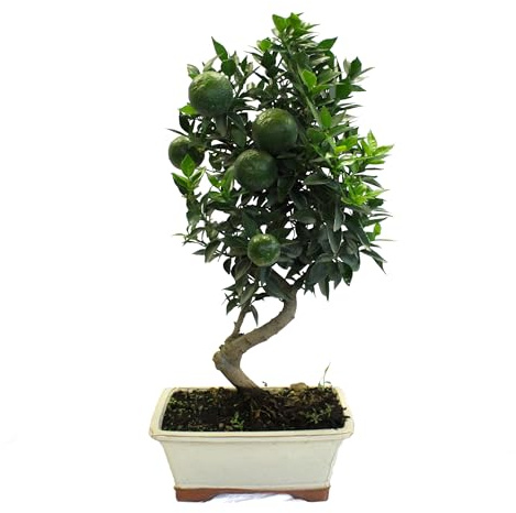 KENTIS - Bonsai Citrus Myrtifolia - Chinotto Bonsai - Echte Pflanzen im Freien - Echte Obstpflanze - Balkonpflanze - Hoch 45-50 cm Keramiktopf Ø 22 cm