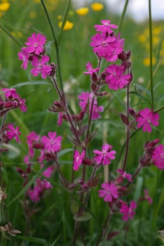 Rote Lichtnelke (Silene dioica) winterhart