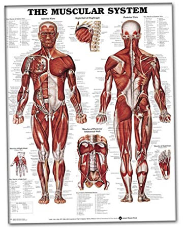 Muskelsystem-Wanddiagramm lebensechtes anatomisches Lernen Muskelsystem-Poster Anatomie-Poster Muskel-Diagramm Anatomie-Poster menschliches Muskelmodell 50 x 70 cm Seidenstoff-Poster Muskel-Anatomie-D