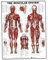 Muskelsystem-Wanddiagramm lebensechtes anatomisches Lernen Muskelsystem-Poster Anatomie-Poster Muskel-Diagramm Anatomie-Poster menschliches Muskelmodell 50 x 70 cm Seidenstoff-Poster Muskel-Anatomie-D