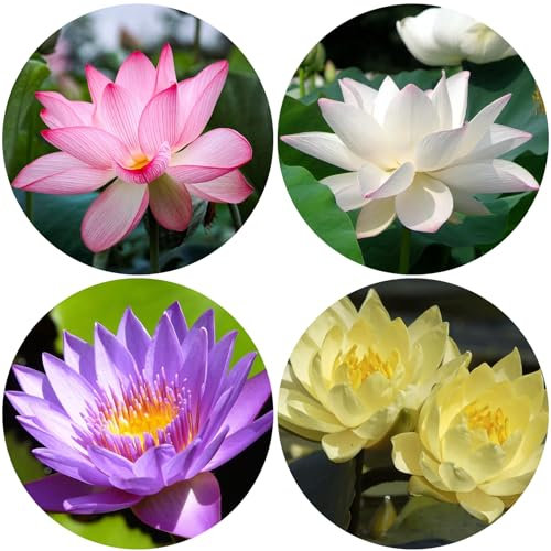 Lotus Seeds,30 Pcs Lotusblume Samen,Lotus Samen Wohnung Gemischt,Lotus Samen Winterhart,Lotussamen für Wasser,Bonsai Lotus Samen mit Dünger und Pflanztopf,für die Bepflanzung des Hausgartens