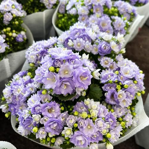 Semi di campanula - Campanula media piante da appartamento, fiori da piantare giardino fiorito, piante per luoghi soleggiati di semi di fiori, piante da esterno giardino 100pcs