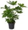 Zimmeraralie 50-60 cm Fatsia japonica Zimmerpflanze