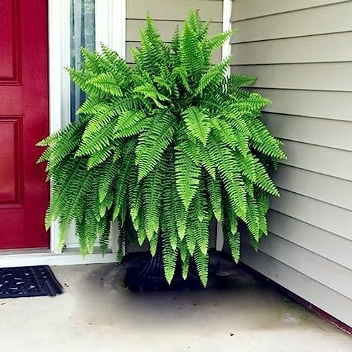 150 Stück Boston-Farn-Samen, warm, bevorzugt, starke Vitalität, leicht, rustikal, Pteridophyten-Samen, Blumen-Obstbaum-Gemüsesamen Boston-Farn-Samen