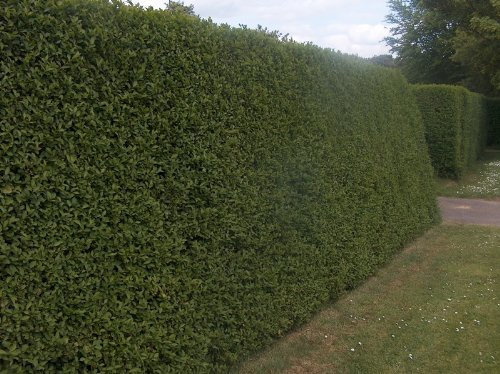 Green Privet Hedging Plants Bare Root Evergreen Grade A Sapling Ligustrum Ovalifolium (10 x 1.5m+ (5ft))