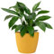 KONZEPT Vaso da fiori grande, giallo, struttura scanalata, 26 cm, vaso per piante da interno, in plastica, ideale per soggiorno, cucina e balcone