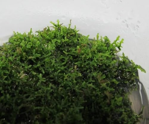 florari In-Vitro Riccardia sp. chamedryfolia/Mini Korallenmoos