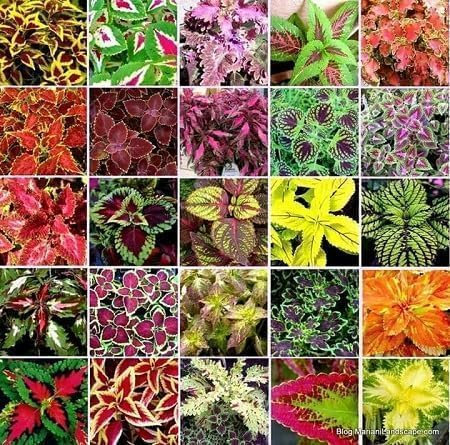Graines de plantes Coleus 100 pièces mélangées