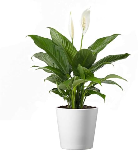 American Plant Exchange Peace Lily, Live Spathiphyllum Plant, Indoor Flowering Houseplant, 4-Inch Pot, Deco Cover, Easy Care, Low Light, Perfect for Housewarming, Sympathy, or Party Gift