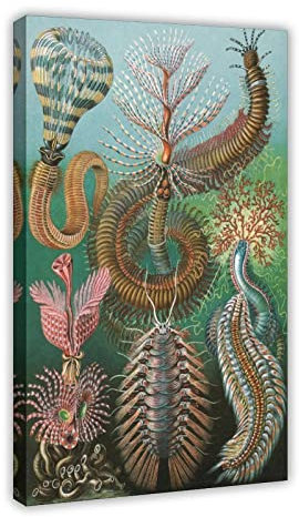 FISH DRAGATE Ernst Haeckel, Chaetopoda, 1904 Kunstdruck, Kunstdruck, Leinwand, Poster, Schlafzimmer, Dekoration, Sport, Landschaft, Büro, Zimmer, Dekoration, Geschenkrahmen-Stil, 50 x 75 cm