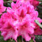 Rhododendron 'Cosmopolitan' - Kompakter Wuchs mit vielfarbigen Blüten - 40-50 cm Topf