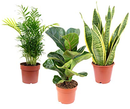 Juego de 3 plantas de interior de fácil cuidado prémium, fácil de limpiar, palmera, higuera, cáñamo con arco, altura aprox. 40 cm, diámetro de maceta de 12 cm