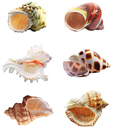SKOOLOVE Einsiedlerkreb Smuscheln,6 Stück, Mittelgroße Bis Große Turbo-Muscheln, Gemischte Strandmuscheln, Natürliche Muscheln Zum Basteln, für DIY-Fischtanks, Strand-Mottopartys (6–9 cm)