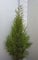 5 x Thuja Brabant 100–120 cm im Topf | Immergrüne Heckenpflanze schnellwachsend | Sichtschutz Lebensbaum winterhart | sofort pflanzbar