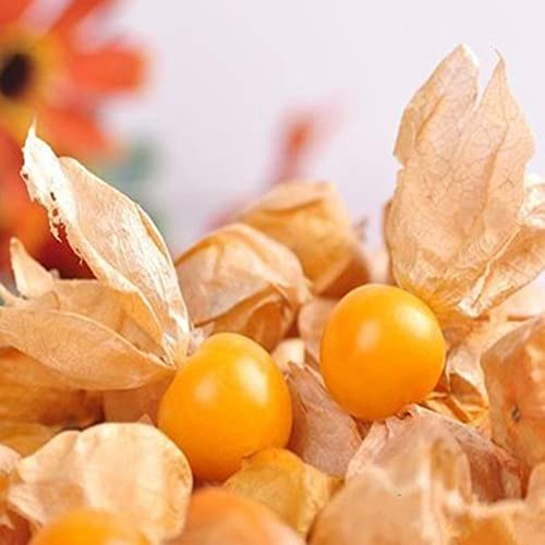 Haloppe 60 Pz Physalis Alkekengi Semi di Frutta per la Piantagione del Giardino Domestico, Physalis Alkekengi Semi Giardino Frutta Crescita Cortile Bonsai Decor Pianta Giallo