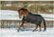 Bucas Winterdecke Extra 300g Füllung Irish Turnout Black/Gold 135cm + Hufkratzer Reiterladen24.de