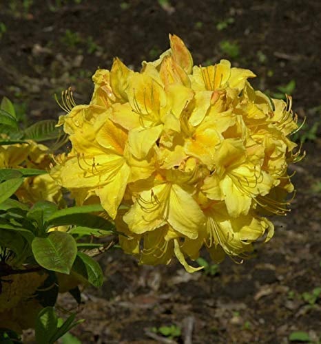 Azalee Golden Lights 30-40cm - Rhododendron luteum - Alpenrose