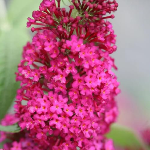 20 pz Semi resistenti di Buddleia, Buddleia semi di fiori regalo di pasqua giardino Buddleja, Buddleia tricolore Semi di pascolo per api perenni, regali per gli amanti del giardinaggio