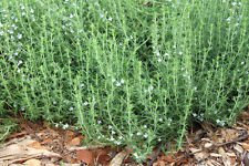 250 SEMI santoreggia ERBE HEIRLOOM 2017 (semi cimelio vegetali non OGM !)