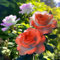 Farbenfrohe und seltene Rosen, winterhart, hochwertige mehrjährige Zwiebeln, geeignet für die Innen- und Gartendekoration, elegant und schön-5 zwiebel-H