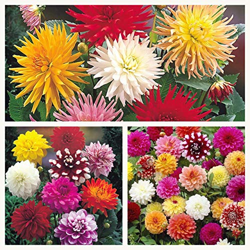 Mixed Dahlia Tubers. Mixture of Beautiful Bright Dahlias. Stunning in Summer (10) Easy to Grow